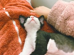 -瑞鹏宠物医院·超声·骨科·奇麟分院(蜀都万达店)