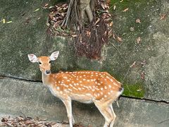 -清迈夜间动物园