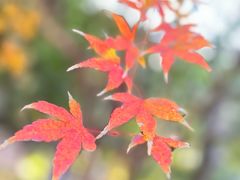 -翊宠yipet猫狗购宠庄园犬舍•猫舍