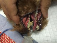 牙结石牙垢异常严重-佳怡动物医院·平价24小时·猫专科骨外科