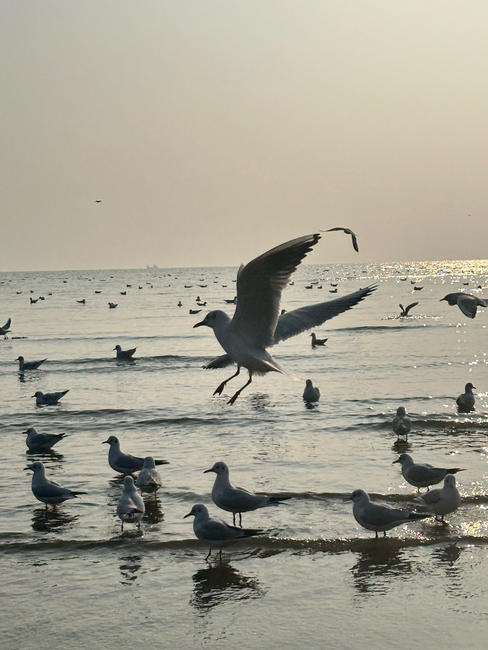 海边黄昏的自由飞鸟