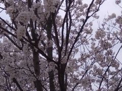 -天王浮山樱花园