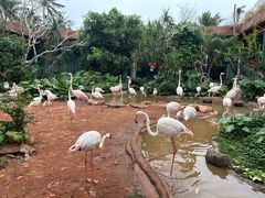-海南热带野生动植物园