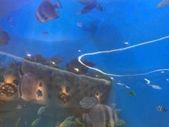 -瑞德姆美人鱼海底演艺主题餐厅(亚龙湾店)