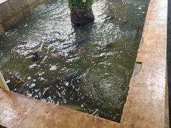 -高家小院铁锅炖大鹅(哈西高铁站店)