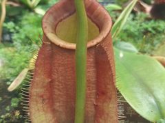 -北京植物园-展览温室