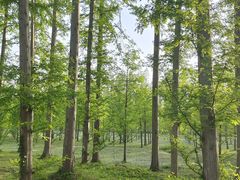 -黄海国家森林公园