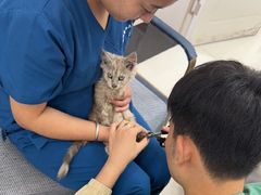 -派美特宠物医院·核磁CT·骨科肿瘤·疑难转诊(沈农禾丰店)