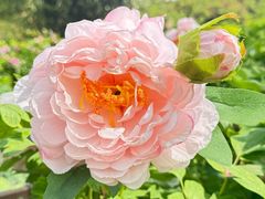 -洛阳市隋唐城遗址植物园