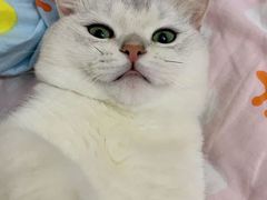 -lincat·猫舍(广州店)