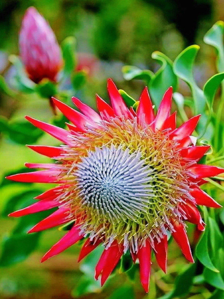 攻略#优质作者追光计划@点小浪@点小评@追光计划
奇花异草千千万,你