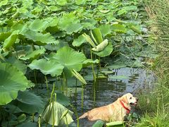 -白鹭湾湿地公园