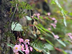 -藏龙百瀑风景区