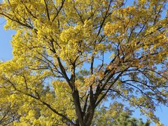 -北京西山国家森林公园