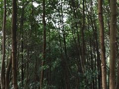 -火炉山森林公园