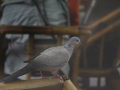 -香园自助小火锅