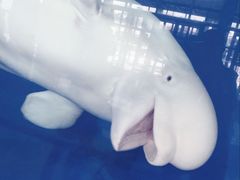 -泉城欧乐堡海洋极地世界