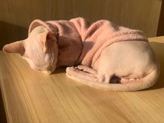 -猫腻·猫咖·撸猫馆(星光大道店)