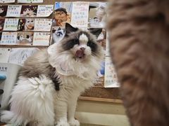 -滚猫咖啡·猫咖·猫友好撸猫(未来城店)