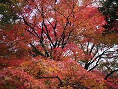 -常寂光寺