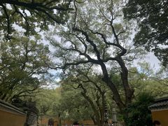 -普陀山风景名胜区-法雨禅寺