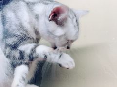 -猫咪博物馆(顶澳仔猫街店)