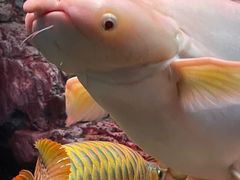 -上海海洋水族馆