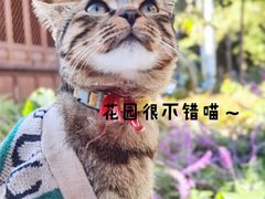 -大青树咖啡(大理古城店)