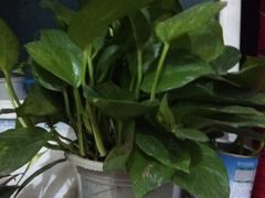 -秦美花卉(天朗·莱茵小城2期店)