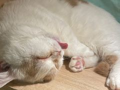 -BABIT巴比特宠物(MOMOPARK店)