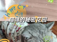 -楼上猫咖(罗湖店)