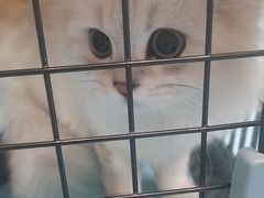 -宠颐生宠物医院·异宠猫科内科·诊疗中心宠巢店