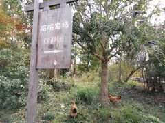 -广富林郊野公园