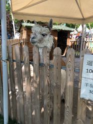 -萌宠亲子动物乐园(槐房万达店)