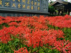 -天龙宝严素食馆(大兴善寺店)