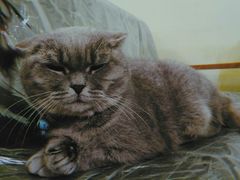 -猫色咖啡·猫咖