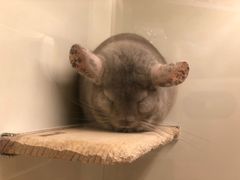 -龙猫仔乐园(惠福东路店)