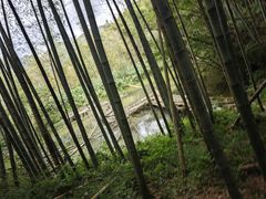 -宁波浙东大竹海景区
