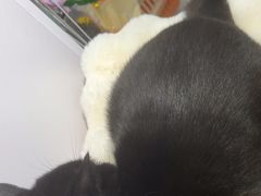 -爱洗澡的猫(望京店)