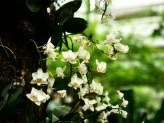 -中国科学院华南植物园