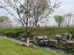 -羊山湖公园