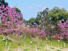 -南山植物园