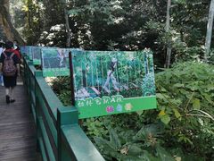 -西双版纳原始森林公园