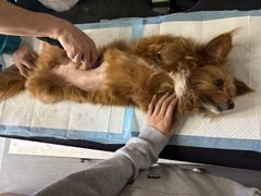 -pd派德宠物中心医院24H急重症·眼科中心·血液透析中心(嵩山北路店)