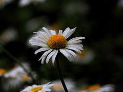 -上海吴淞炮台湾国家湿地公园