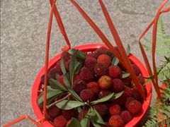 新鲜采摘杨梅-呼吸森林·生态农庄农家乐私房菜