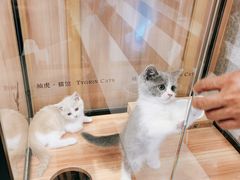-袖虎·猫馆(体育西路店)