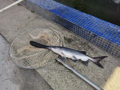 -鸿渡渔庄·特色鸭咀鱼