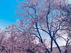 -桃花堤公园
