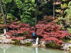 -铁山坪森林公园